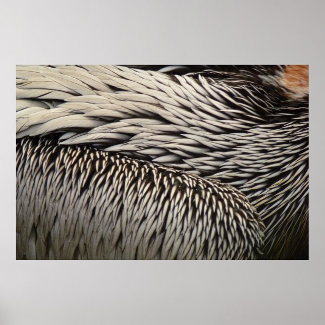 Pelican Feathers Abstrakt Nature Photography Poster (Framsidan)