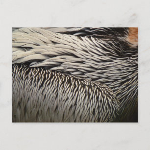 Pelican Feathers Abstrakt Nature Photography Vykort