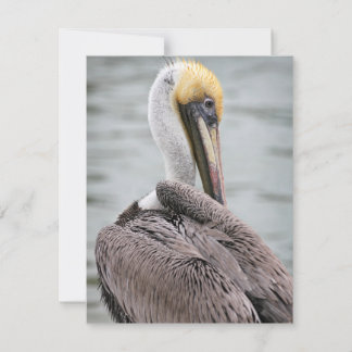 Pelican Flat Card Julkort
