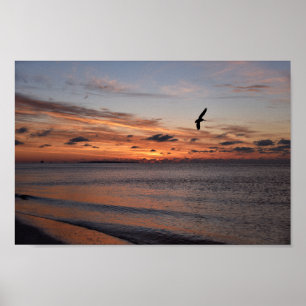 Pelican Flies at Sunrise, Dauphin Island, Alabama Poster