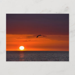 Pelican Flies i Sunset i Florida Vykort