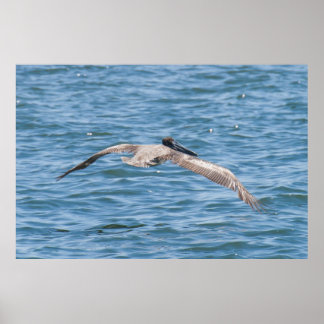 Pelican Flies Low Poster