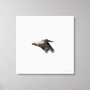 Pelican Flight Ft Myers, FL 24x24-arbetsyta Canvastryck