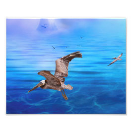Pelican Flyby Island Sunset Fototryck