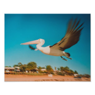 Pelican Fototryck