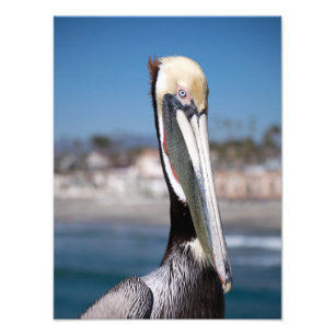 Pelican Fototryck
