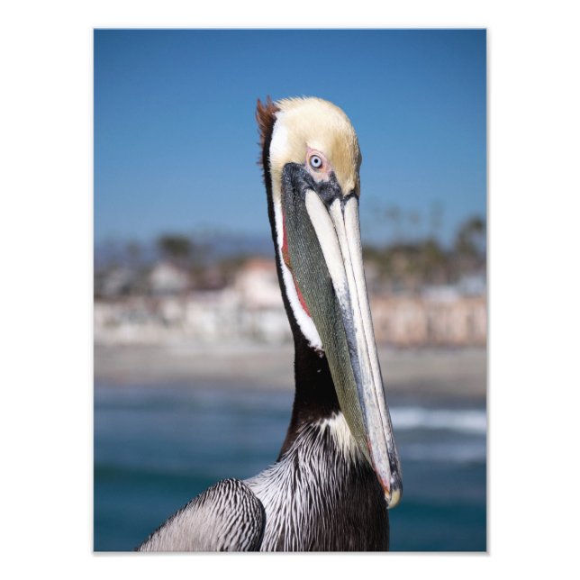 Pelican Fototryck (Framsidan)