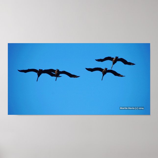 Pelican Four Poster (Framsidan)