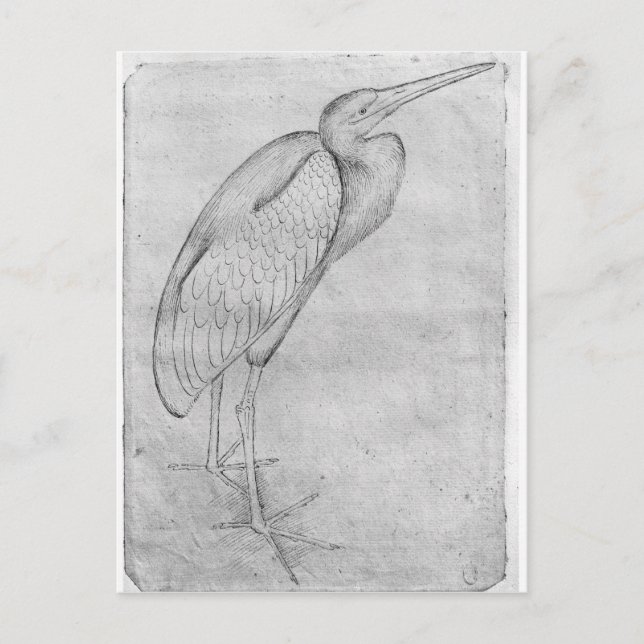 Pelican, från Vallardi Album Vykort (Framsida)