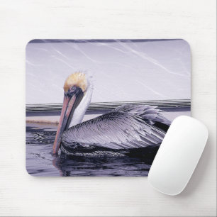Pelican Gliding Musmatta
