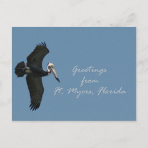Pelican hälsning från Ft. Myers Vykort