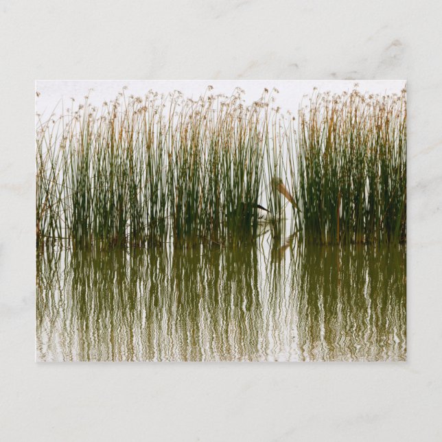 Pelican Hideout Vykort (Framsida)