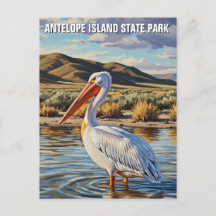 Pelican i Antelope Island State Park Utah Vykort