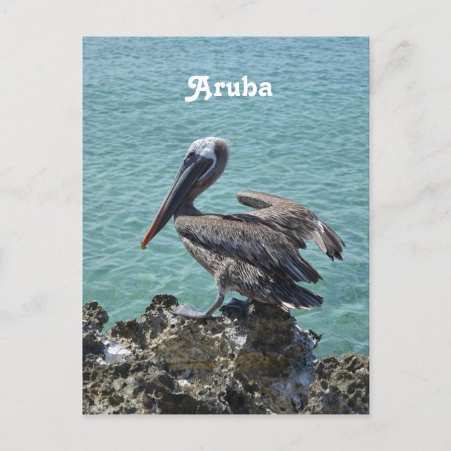 Pelican i Aruba Vykort (Framsida)