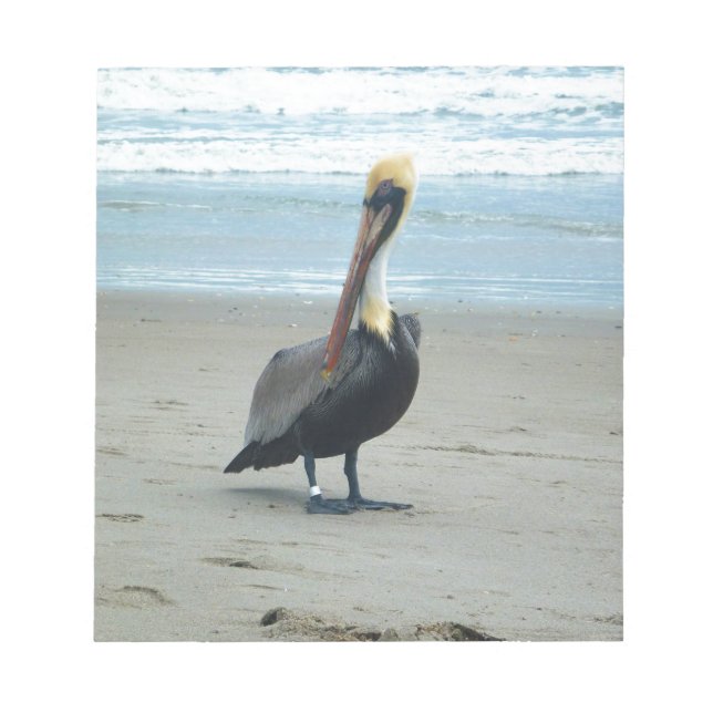 Pelican i Florida Anteckningsblock (Framsida)