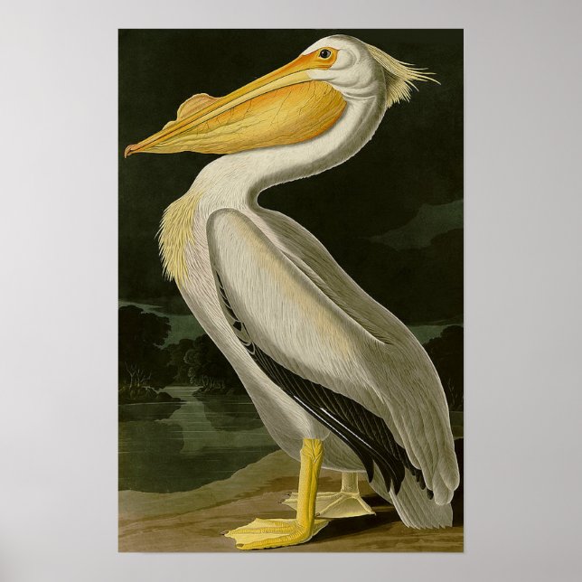 Pelican i Malibu Life Design Series Poster (Framsidan)