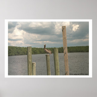 Pelican i mitten poster