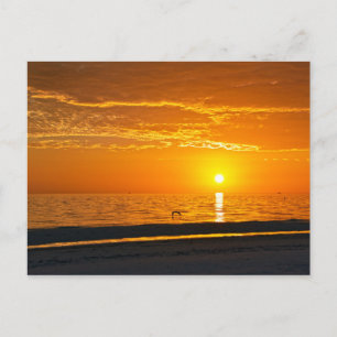 Pelican i Orange Florida Sunset Vykort