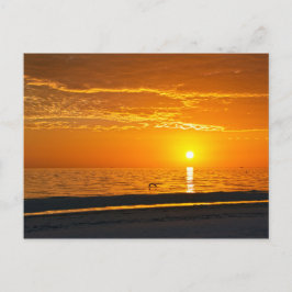 Pelican i Orange Florida Sunset Vykort