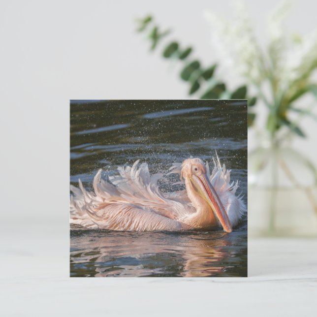 Pelican i Rörelse (Stående Fram)