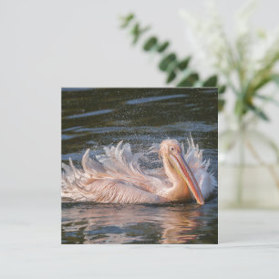 Pelican i Rörelse