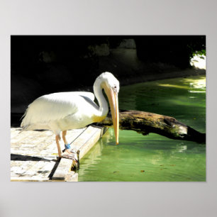 Pelican i vårtid i Spanien Poster