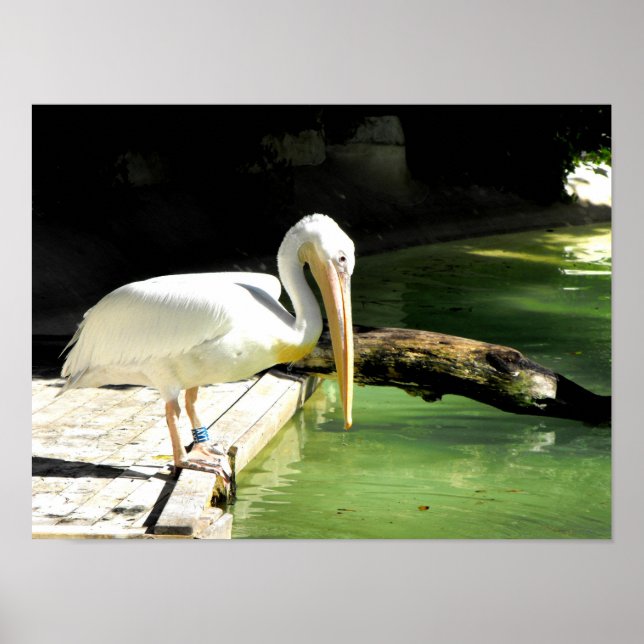 Pelican i vårtid i Spanien Poster (Framsidan)