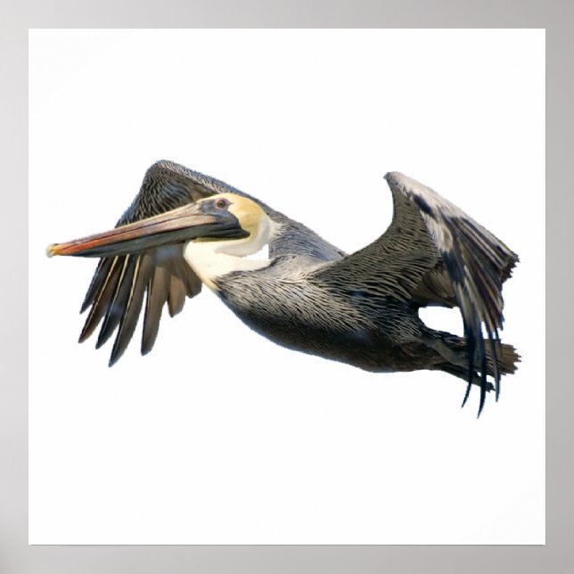 Pelican in Flight poster (Framsidan)