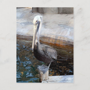 Pelican Kärlek,-Tillfälle_ Vykort