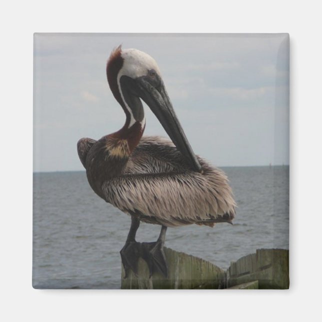 Pelican Magnet (Framsidan)