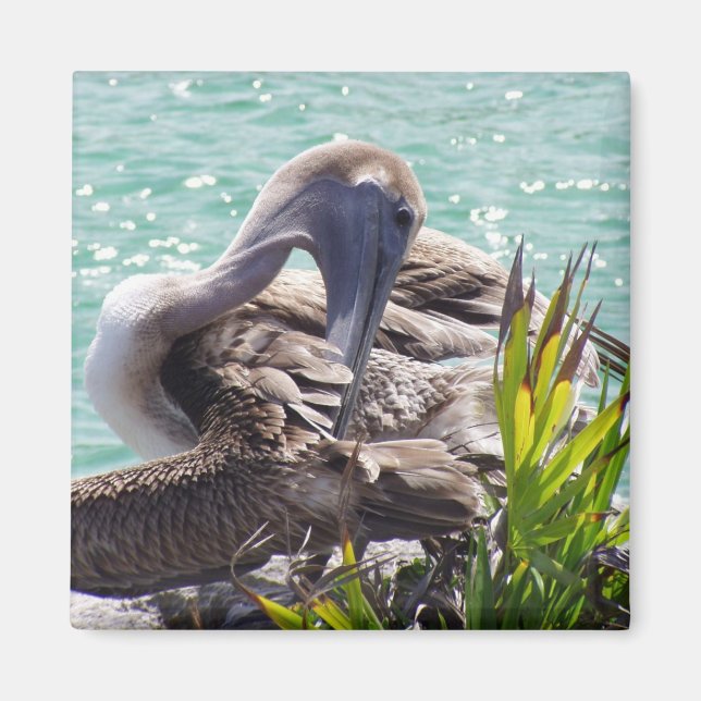 Pelican Magnet (Framsidan)