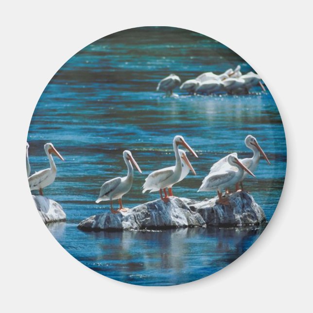 Pelican Magnet (Framsidan)