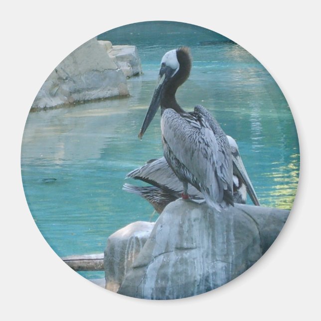 Pelican Magnet (Framsidan)