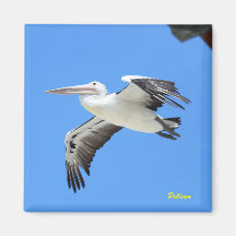 Pelican