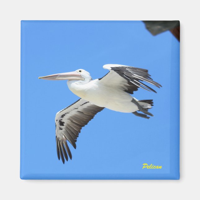 Pelican Magnet (Framsidan)
