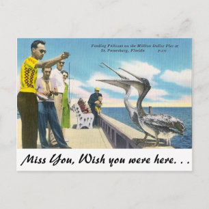 Pelican matar i Florida Vykort