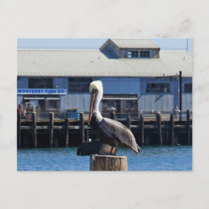 Pelican Monterey, vykort för Kalifornien
