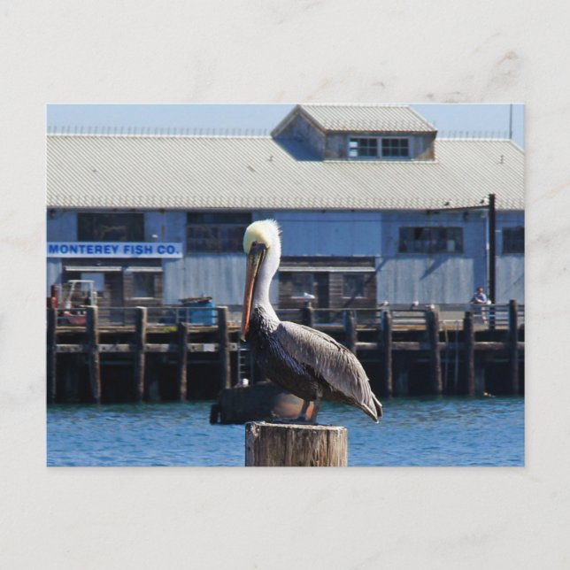 Pelican Monterey, vykort för Kalifornien (Framsida)