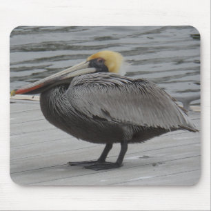 Pelican Musmatta