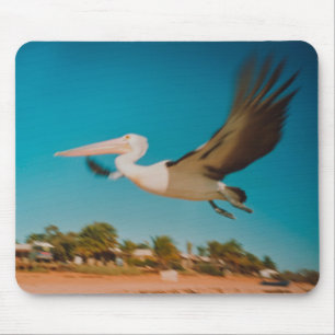 Pelican Musmatta