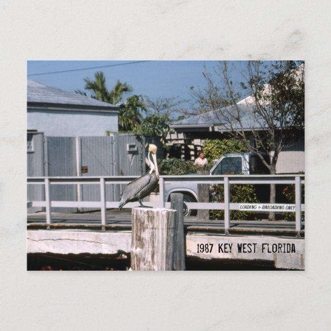 Pelican Nyckel Väster Florida 1987 Vykort (Framsida)