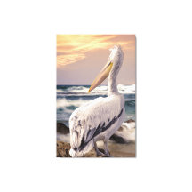 Pelican Ocean Beach Vågar Solnedgång