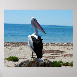 Pelican på Beach Sten, Poster