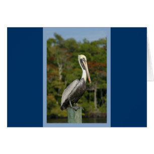 Pelican på Blue Hälsningskort