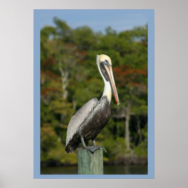 Pelican på Blue Poster (Framsidan)