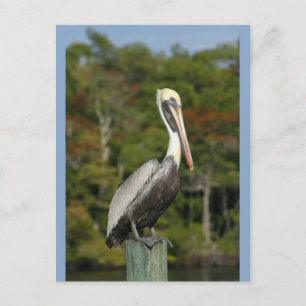 Pelican på Blue Vykort
