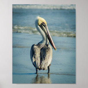 Pelican på en Florida Beach Poster Skriv ut