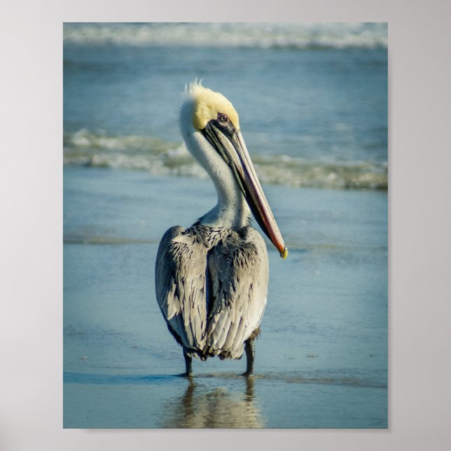 Pelican på en Florida Beach Poster Skriv ut (Framsidan)