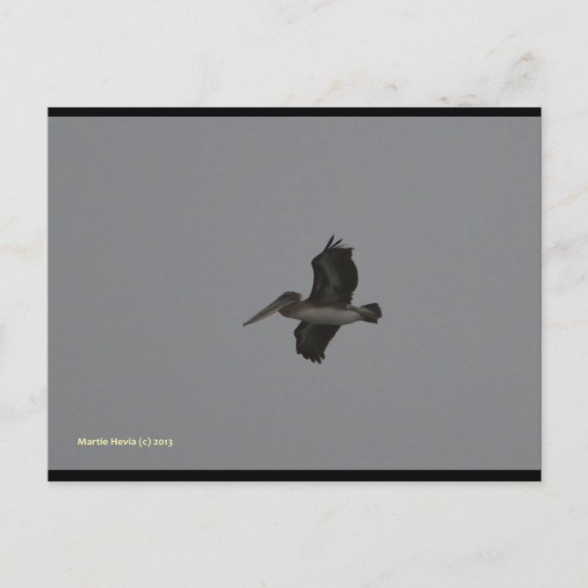 Pelican på Miramar | Blue Beach Sång™-vykort Vykort (Framsida)