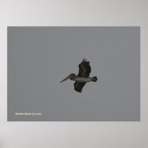 Pelican på Miramar Poster